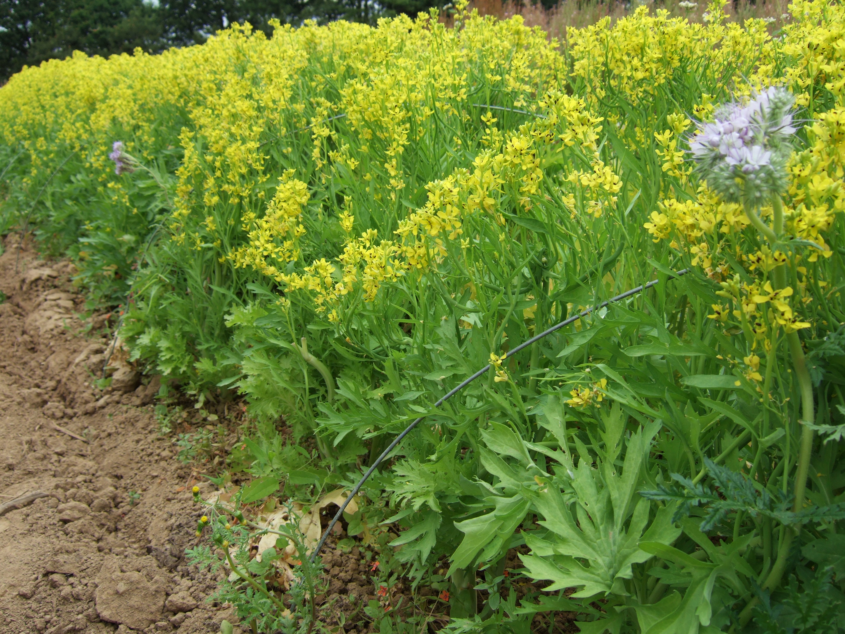 Wasabina at NamaYasai LLP Japanese Vegetable Growers in the UK